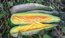 网红杨咩咩吃瓜,揭秘网红圈幕后故事